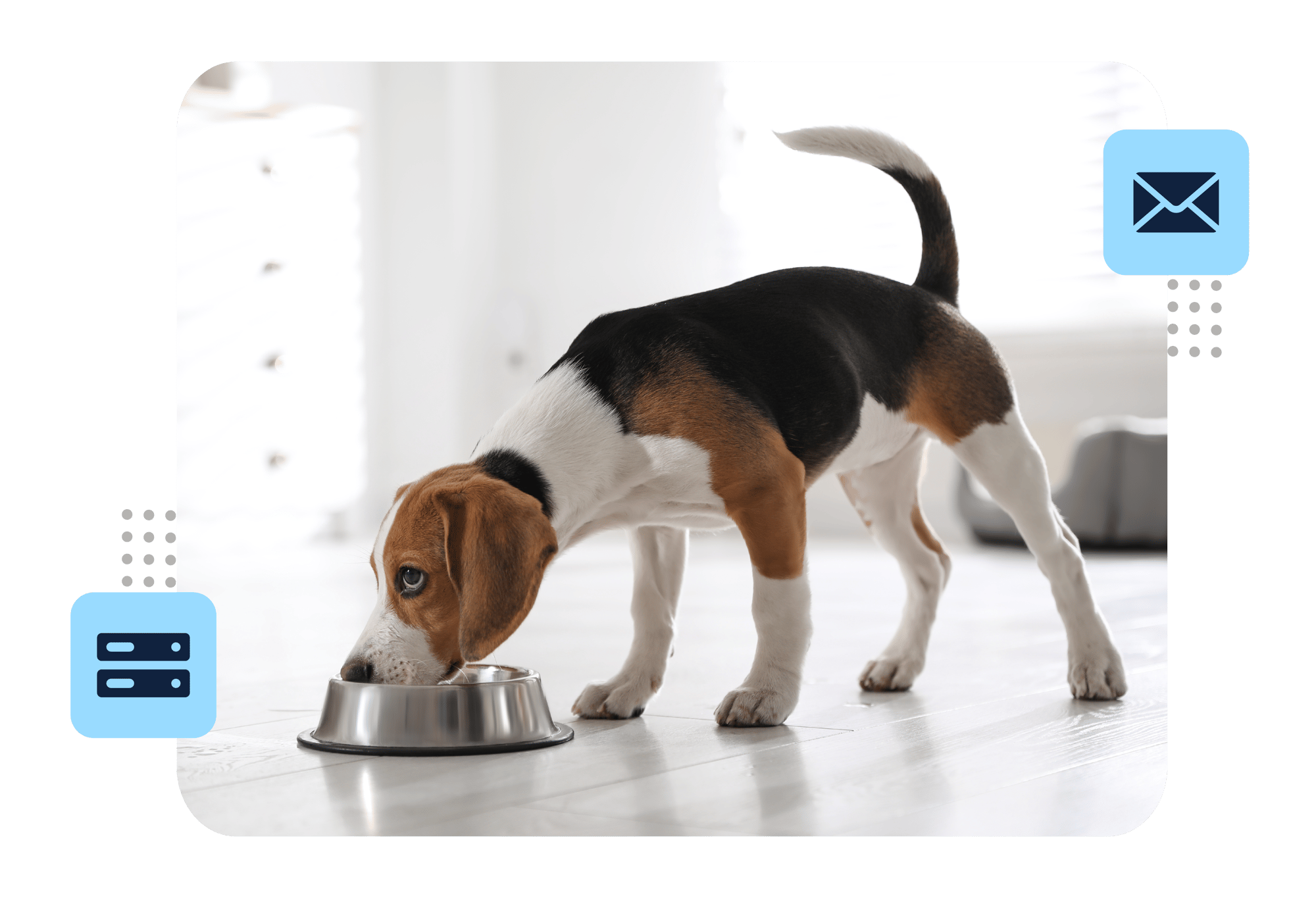 LP_Image_Dark_Dog_02-1